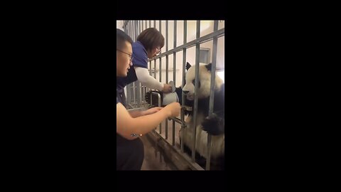 Cute panda