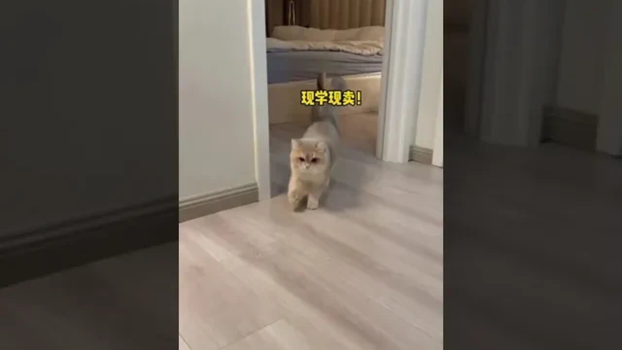 Cute animals learn my movements in style #animals #funny #ytshorts #cats #shorts #dogs #pets #perros