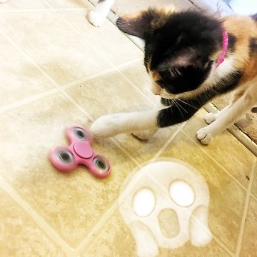Kittens fascinated by mysterious toy