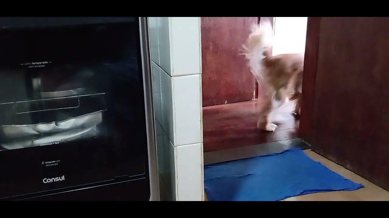 #dogshow , #animals , #dogs , #shorts