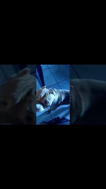 meus pets e nave....