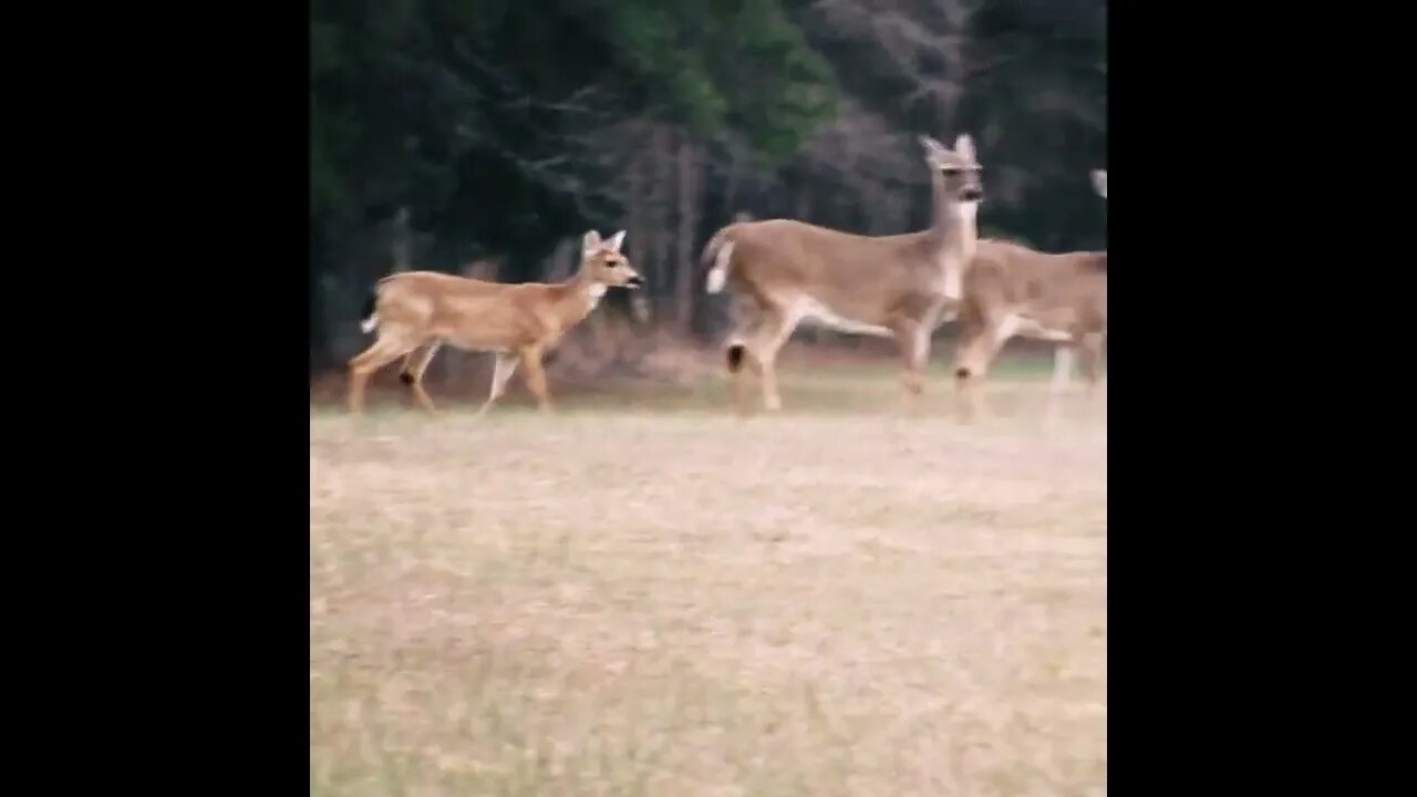 deer on the field