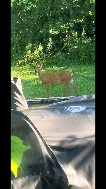 Deer out our Kitchen Window This morning 7-18-24