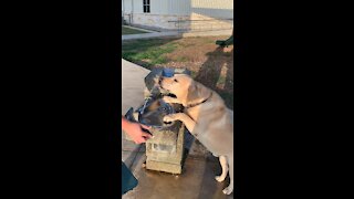 Duke drinks from a fountain