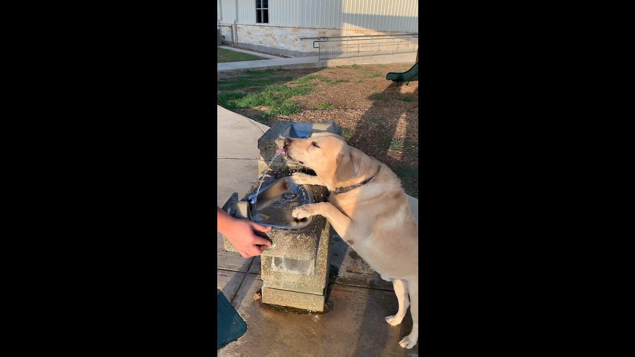 Duke drinks from a fountain
