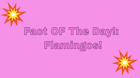 Fact of The Day: 1. Flamingos