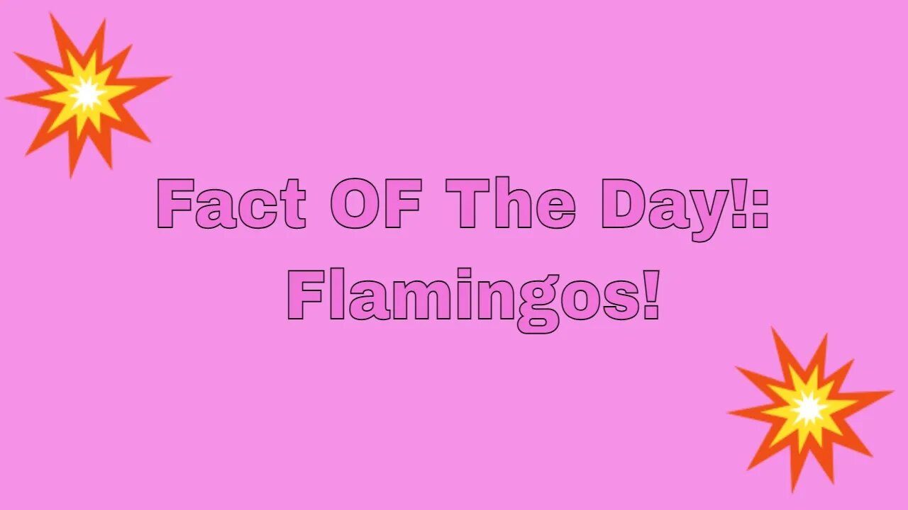 Fact of The Day: 1. Flamingos