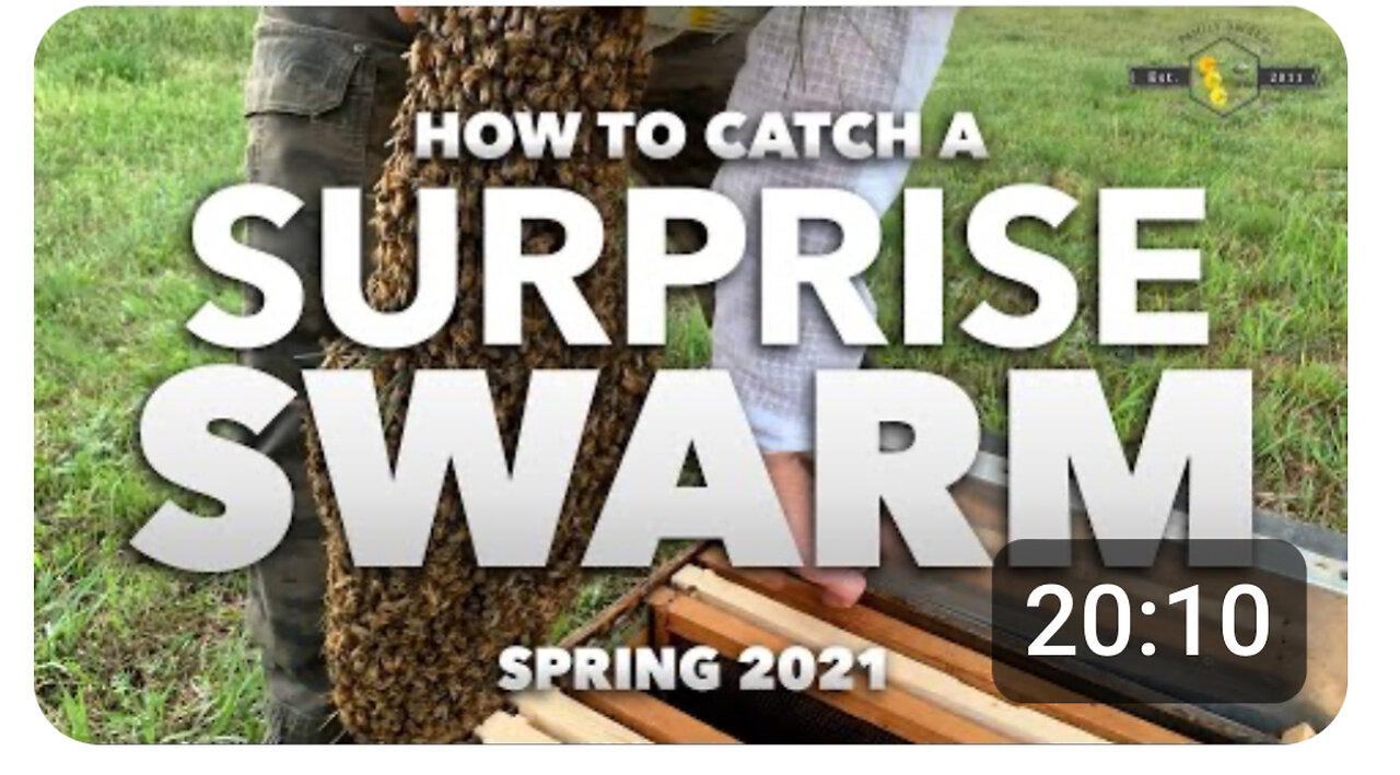 Surprise Swarm Catch | Step by Step How to Catch Bees [Follow along with a beekeeper]