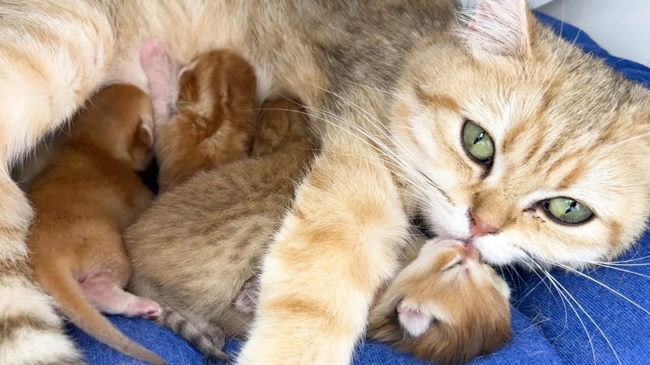 Cuteness Overload: Mama Cat Cuddles Her Newborn Kittens || cat video