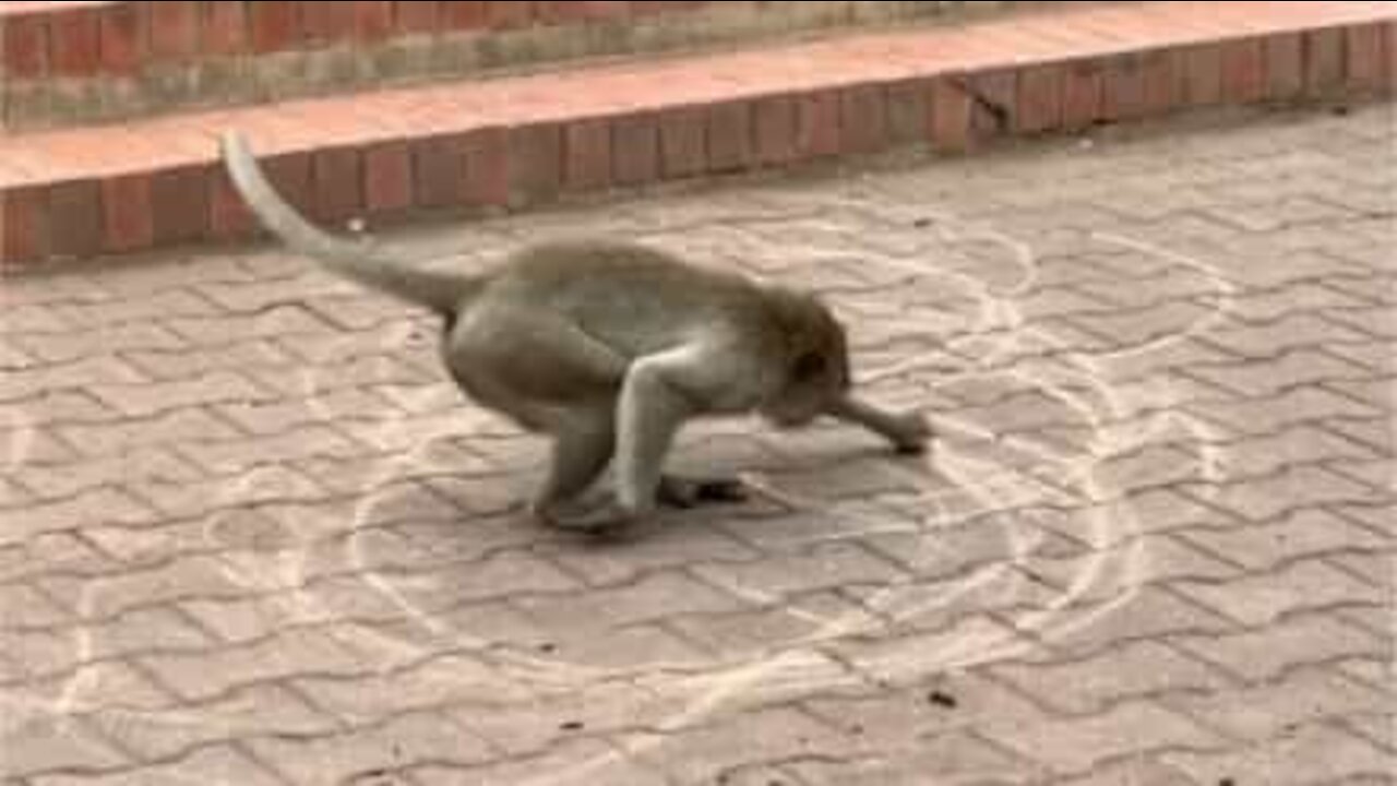 Un singe fou tourne en rond en dessinant des cercles