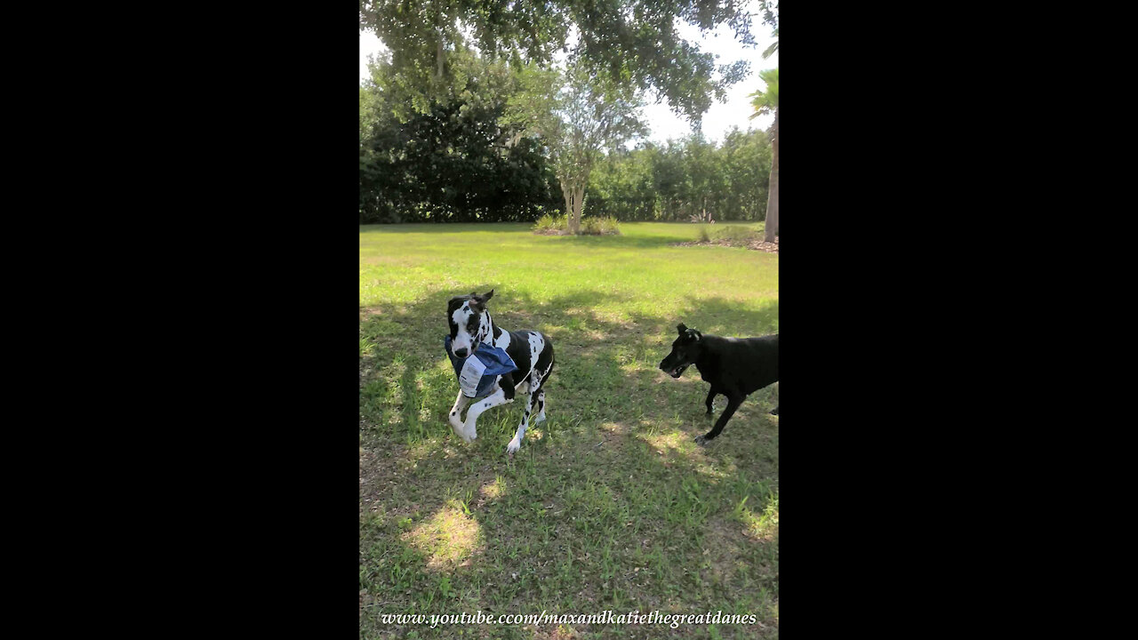 Great Danes Have Fun Playing Pass The Package Zoomie Games