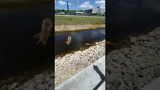 Urban Peacock Bass Fishing!