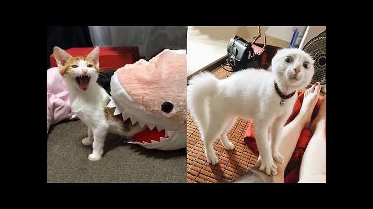 Funny animals & cats 🦍🐈🐱🐕 pets video #funnyanimals #cats #dogs #funny