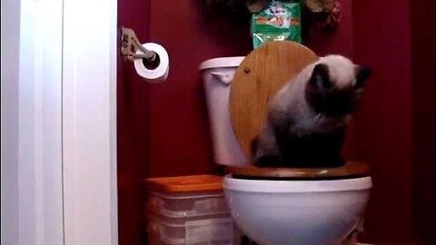 Boston Pees on the Toilet - Exotic Seal Point Cat Toilet Training - Nov 6, 2011