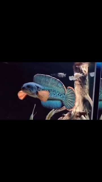 most expensive channa fish