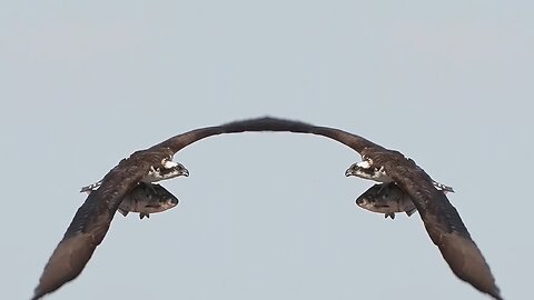 Osprey's superb fishing skills