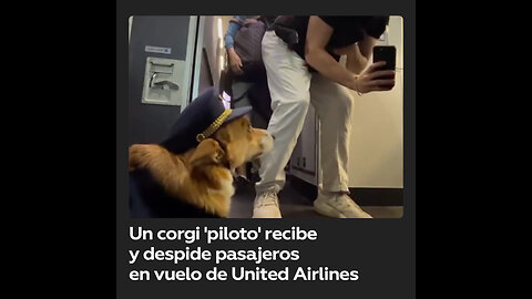 Un corgi disfrazado de piloto hace furor en vuelo de United Airlines