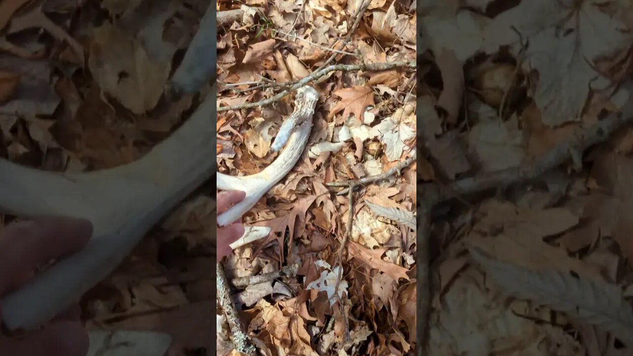 #1 Tip to Find more Shed Antlers!