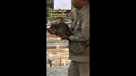 🇰🇭 Hero Rats of Cambodia