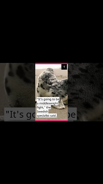 The next middleweight matchup features Khamzat Chimaev.