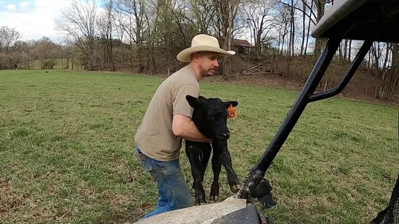 Confused heifer abandons her calf! Can we reunite them?