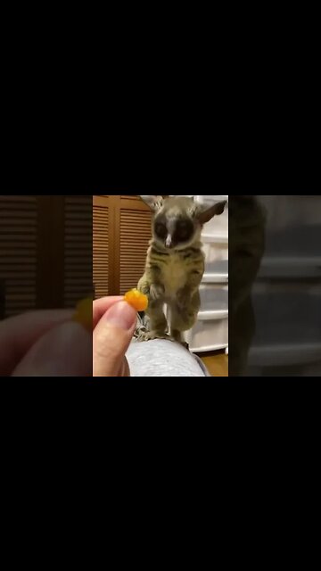 Watch This Dog Do the Funniest Thing Ever!