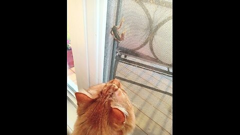 The Frog And Our Cat