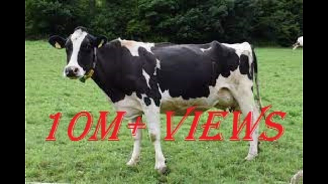 You can't stop laughing after see the dancing videos of cows