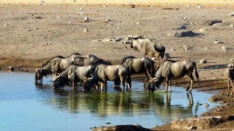 The leopards are ready to kill the wildebeests again