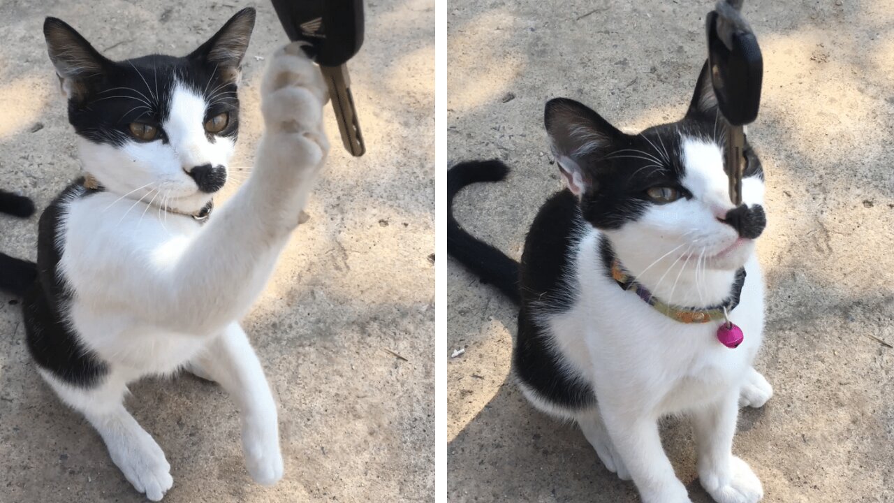 Cats normally learn how to use a litter box from the mother