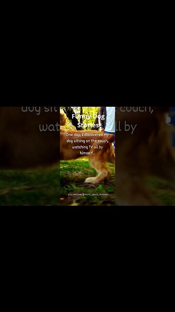 Hilarious Dog Moments: Laughter Guaranteed! 10