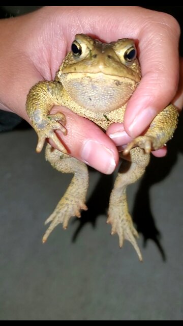 Wild toad clearly loves being petted