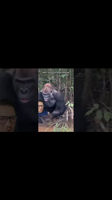 Gorillas are masters of the fakeout