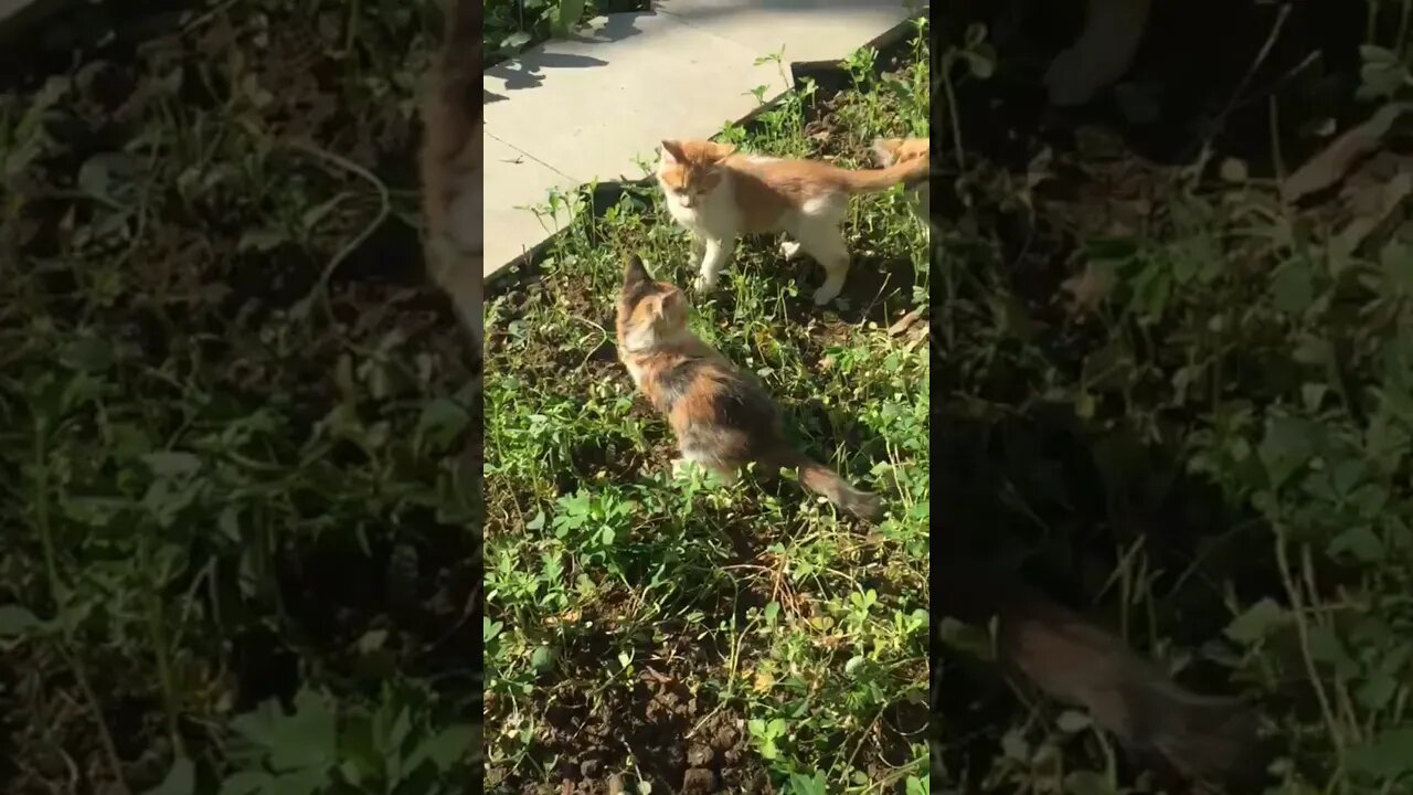 Cute little Kittens playing #shorts #cutekittens #cutestcat