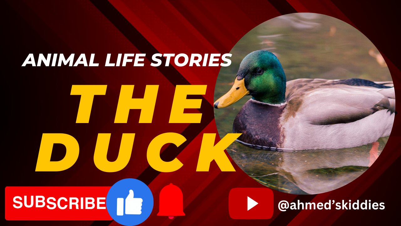 The duck story/ Giant Duck /Cartoon, surviving their life on summer, Autmn and winter duck