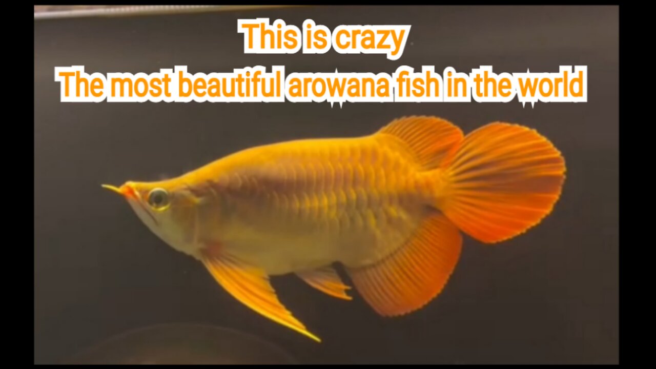 The most beautiful Super Red Arowana fish in the world