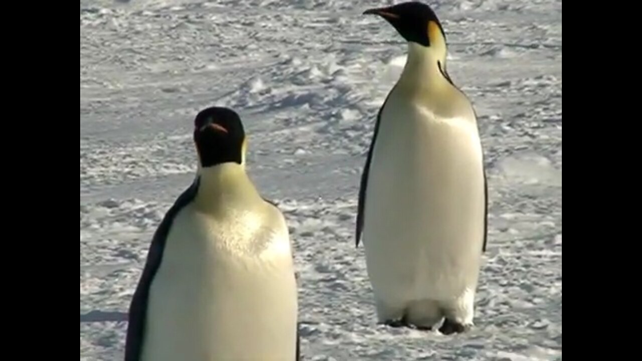 Emperor Penguin