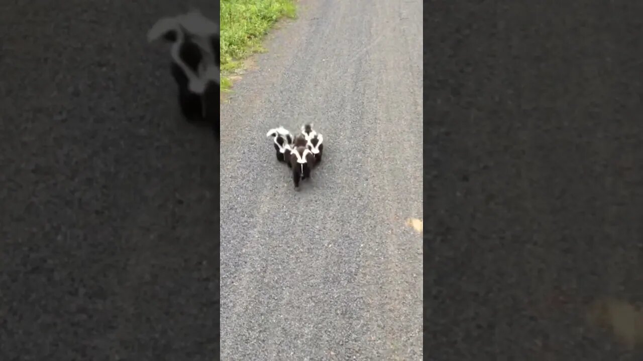 🥰🦨 #skunks #pawsclawsjaws #animalshorts