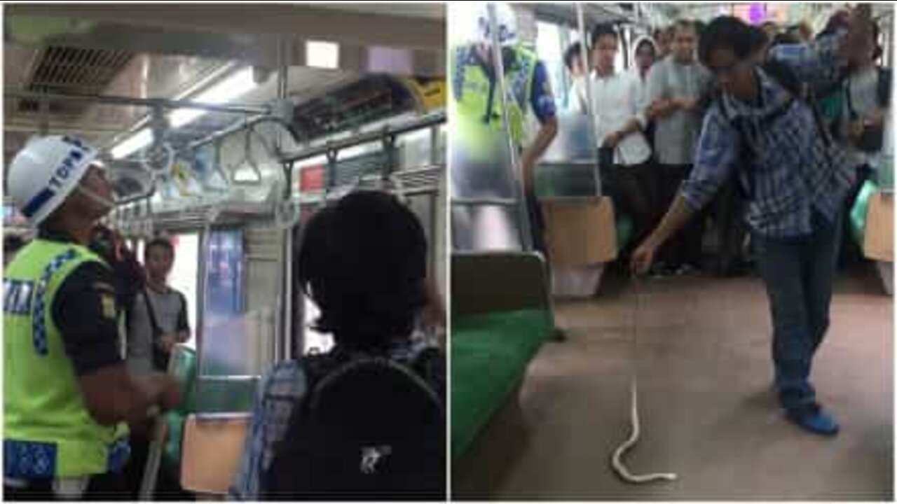 Un passager courageux débarrasse le train d'un serpent