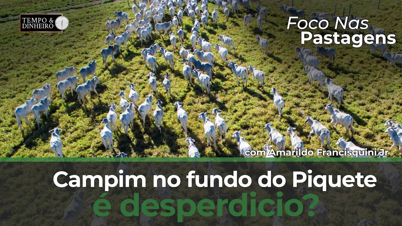 Capim no fundo do piquete é desperdício?Acompanhe o que disse o especialista Amarildo FrancisquiniJr