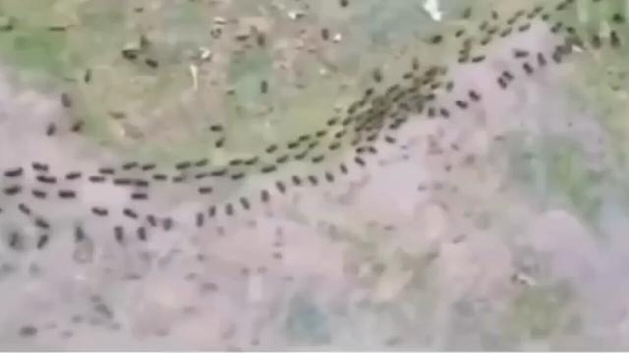 A row of termites and a row of ants, both protected by a column of soldiers