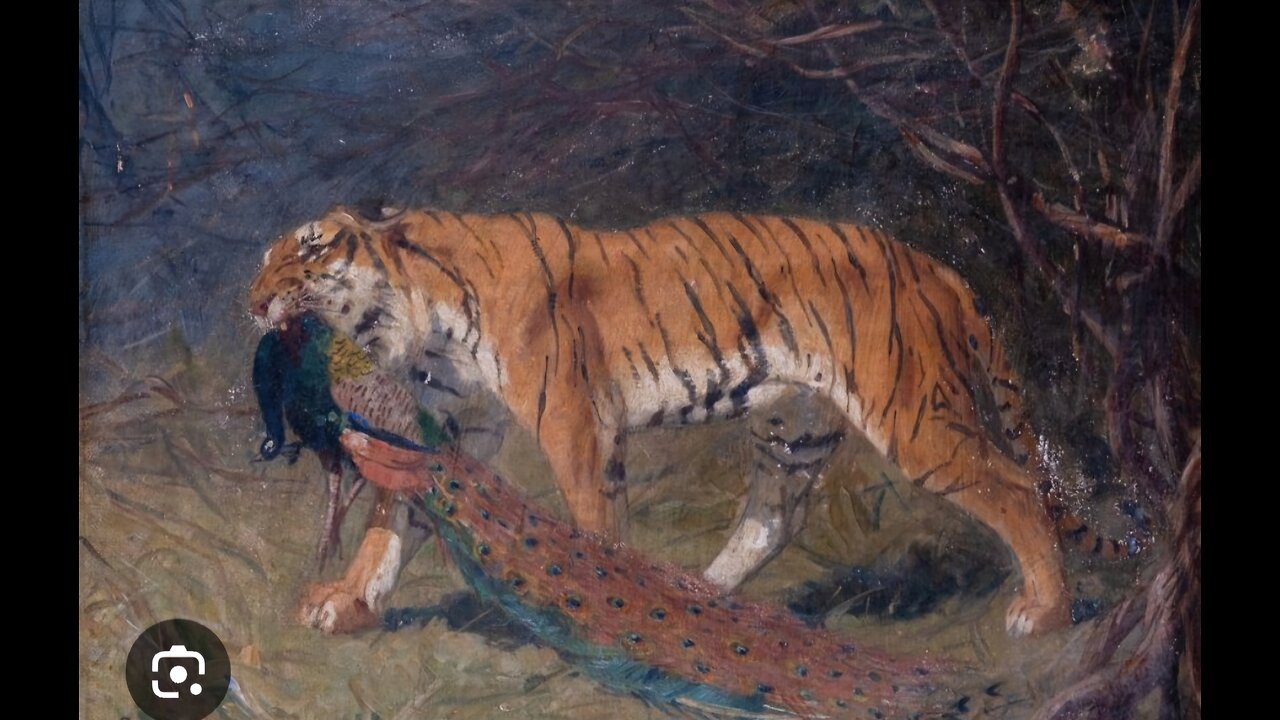 "Tiger's Close Call: Peacock's Daring Escape!"