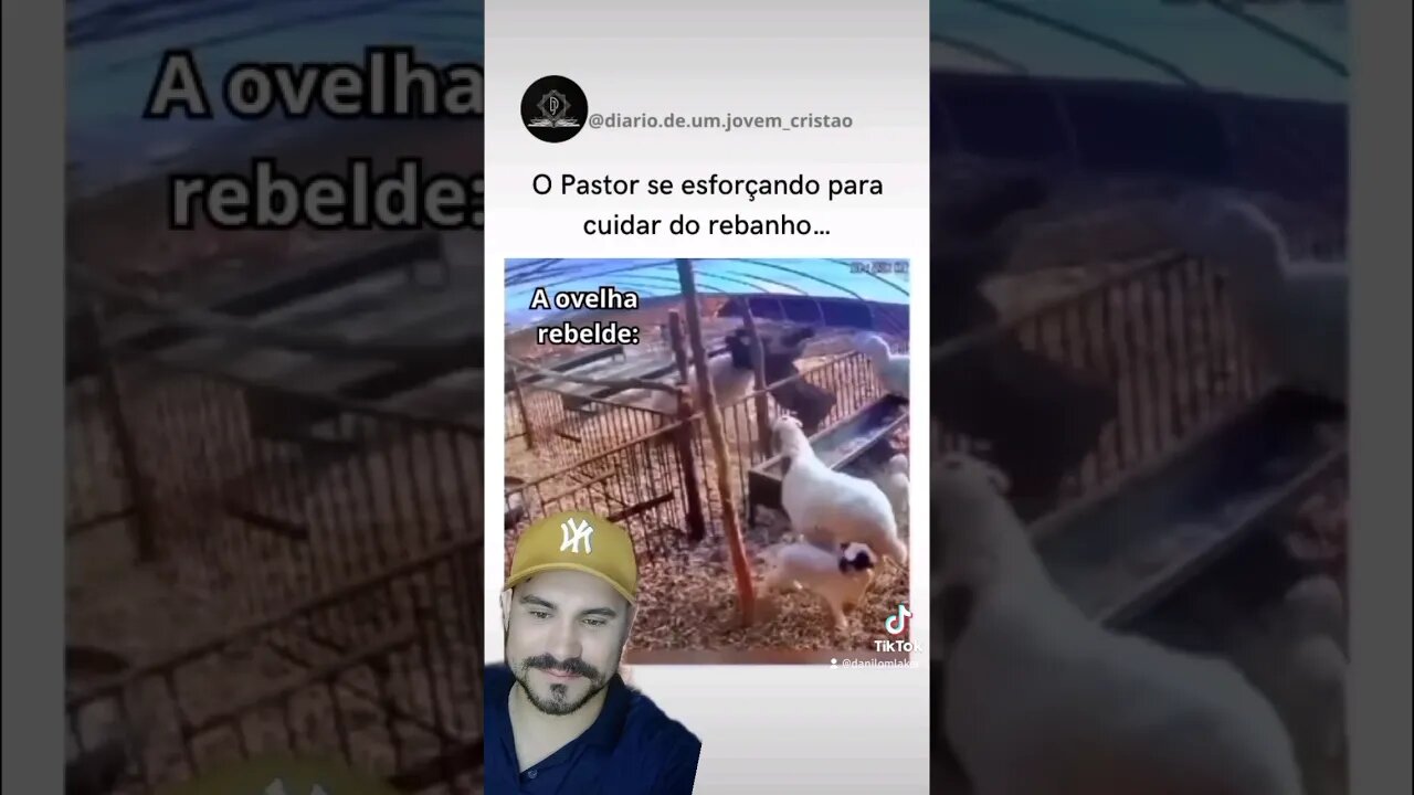 Sempre tem aquela ovelha que dá trabalho 😂