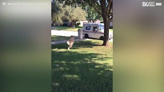 Ce chien aide le postier en apportant le courrier à son maître