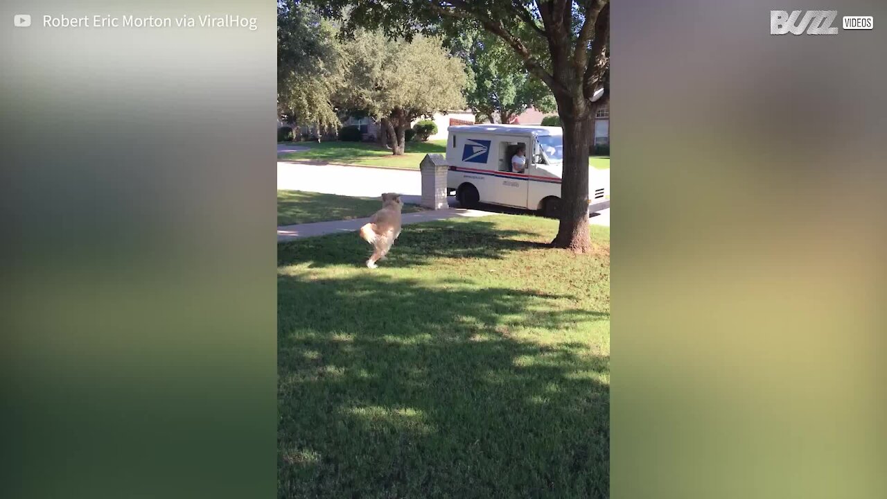 Ce chien aide le postier en apportant le courrier à son maître