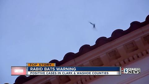 Bats test positive for rabies in Clark and Washoe Counties