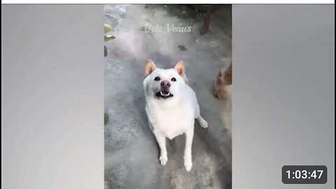 Funny Dogs and cats😁fannest vedeo 😂 2023