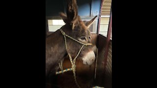 Stroud Mom & daughter burros