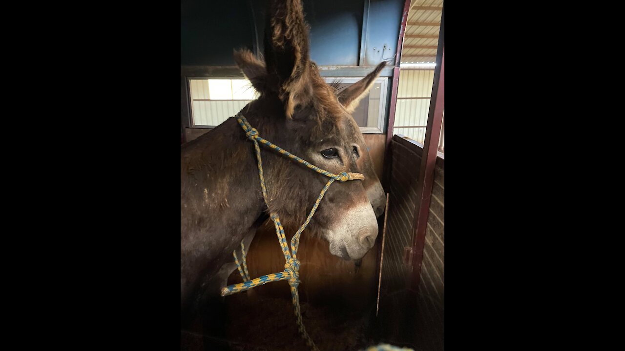 Stroud Mom & daughter burros