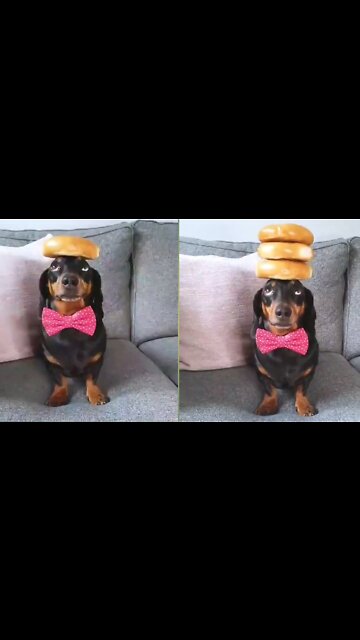 Dogs enjoying | with bread🍞 | #pets #Entertainment #dogs #rumble